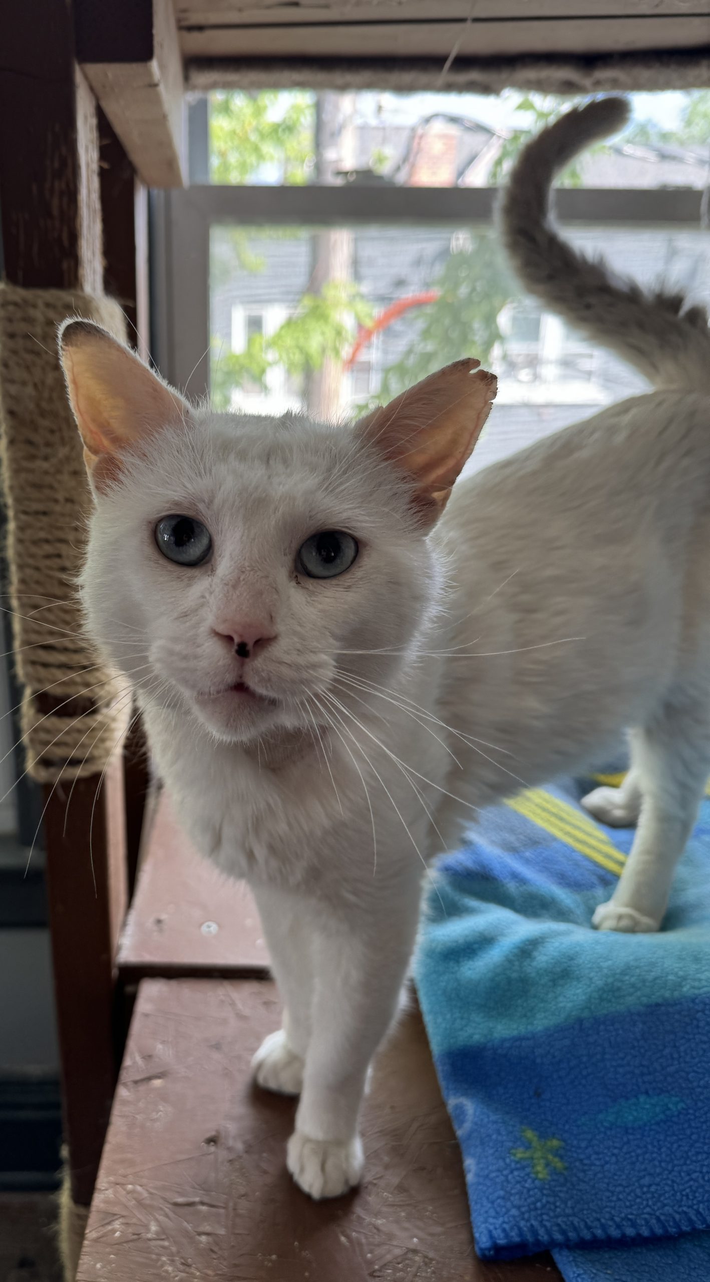 Sinatra Hope For Cats Inc 